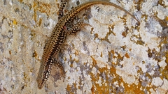 Podarcis muralis