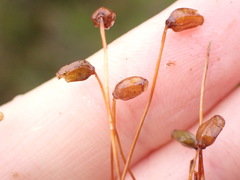 Polytrichum longisetum