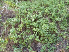 Vinca difformis