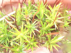 Polytrichum longisetum