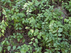 Vinca difformis
