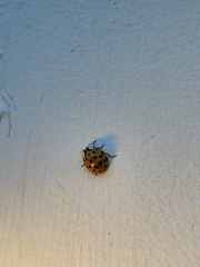 Harmonia axyridis