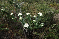Pimelea nivea