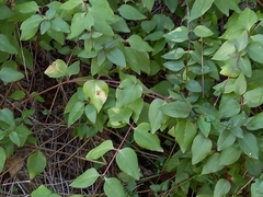 Vinca difformis