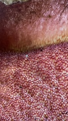 Neoboletus luridiformis