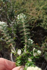Pimelea nivea