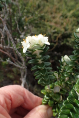 Pimelea nivea
