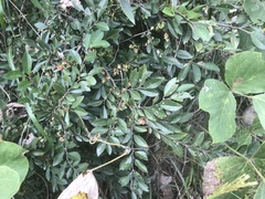 Ulmus parvifolia