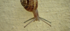 Cornu aspersum