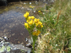 Senecio scorzonella