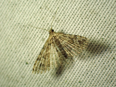 Alucita adriendenisi