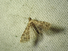 Alucita adriendenisi