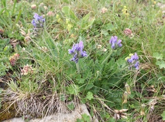 Oxytropis owerinii