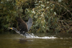 Phalacrocorax carbo