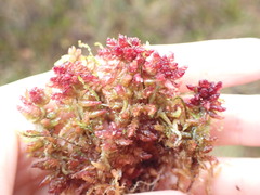Sphagnum medium