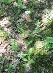 Tanacetum poteriifolium