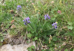 Oxytropis owerinii