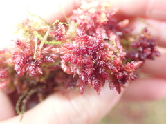 Sphagnum medium