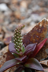 Orostachys maximowiczii