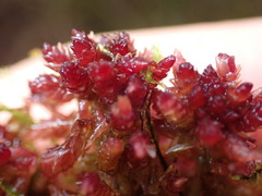 Sphagnum medium