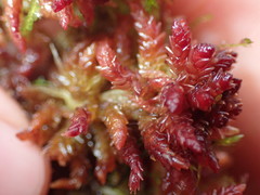 Sphagnum medium