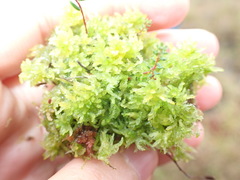 Sphagnum tenellum