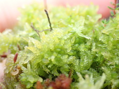 Sphagnum tenellum