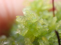 Sphagnum tenellum