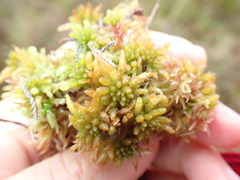 Sphagnum affine