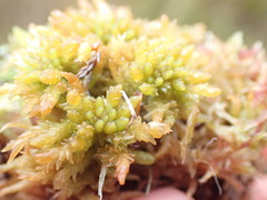 Sphagnum affine