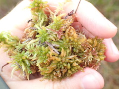 Sphagnum affine