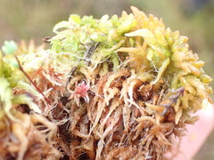 Sphagnum affine