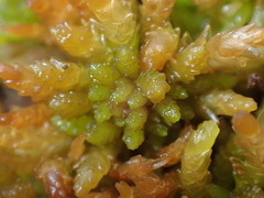 Sphagnum affine