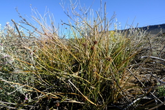 Afroscirpoides dioeca