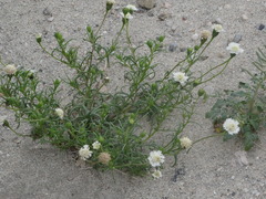 Chaenactis stevioides