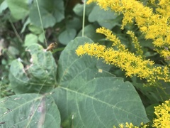 Apis mellifera