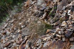 Eremogone juncea