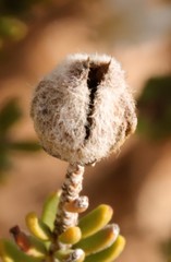 Melaleuca brevifolia