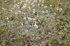 Antennaria caucasica