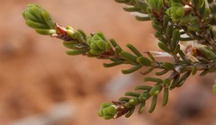 Melaleuca brevifolia