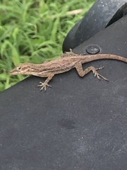 Anolis sabanus