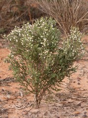 Melaleuca brevifolia