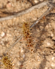 Ifloga glomerata