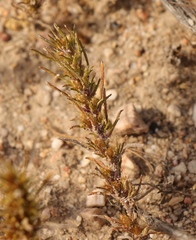 Ifloga glomerata