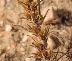Ifloga glomerata