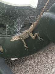 Anolis sabanus
