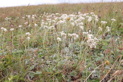 Antennaria caucasica