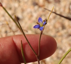 Heliophila digitata