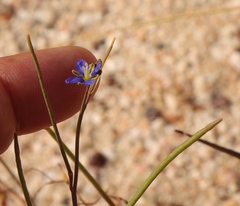 Heliophila digitata