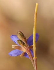 Heliophila digitata